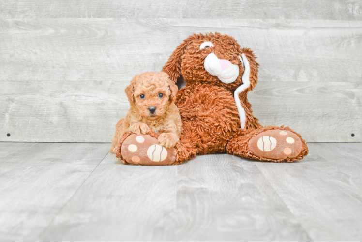 Happy Mini Goldendoodle Baby