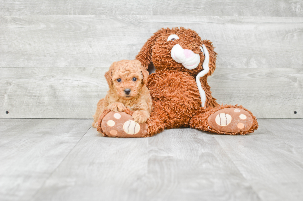 Happy Mini Goldendoodle Baby