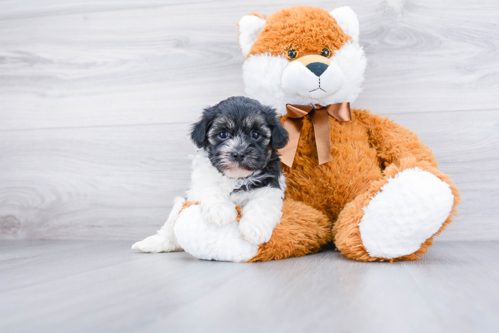 Smart Havanese Purebred Puppy