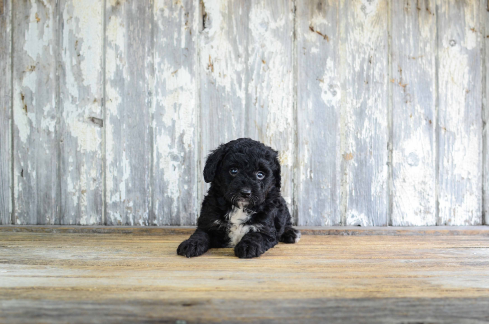 Mini Bernedoodle Puppy for Adoption