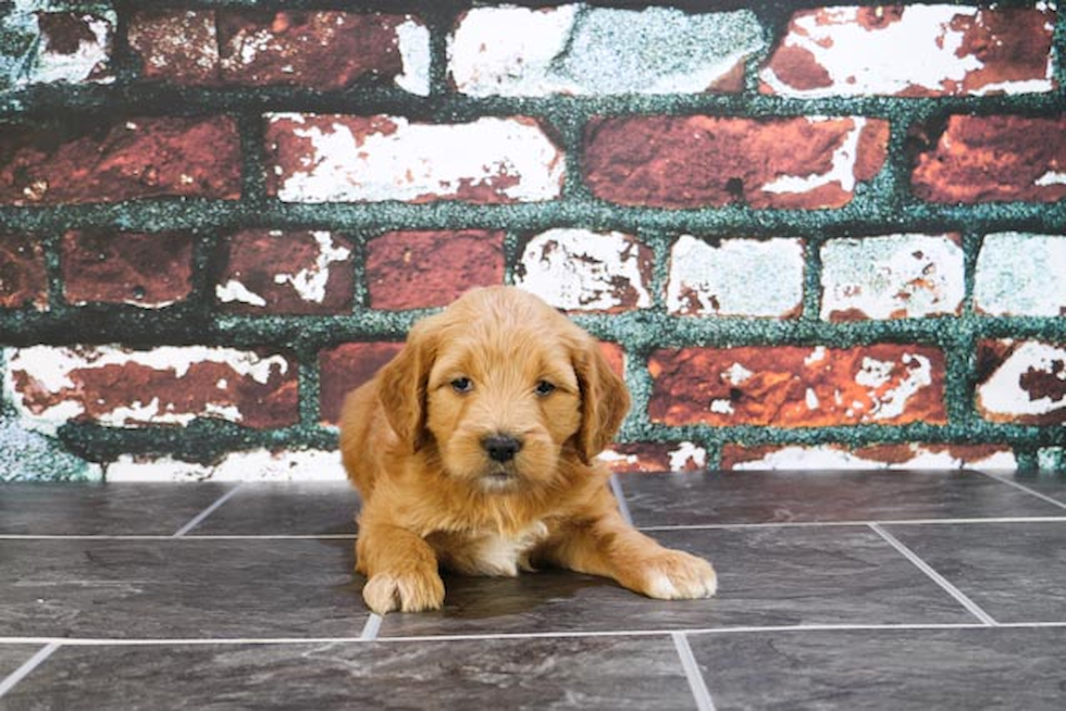 Mini Goldendoodle Pup Being Cute