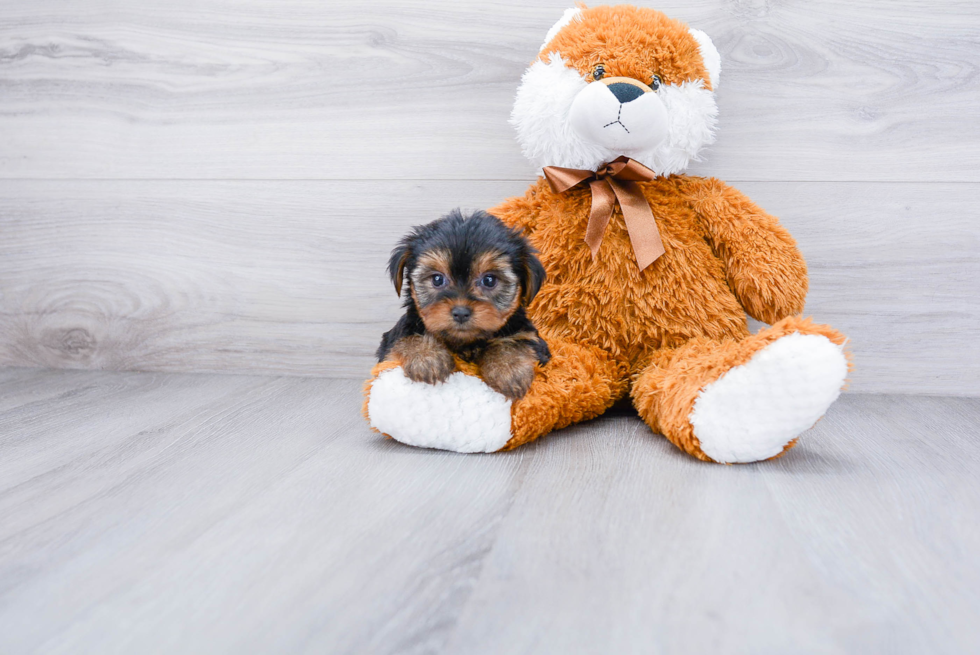 Meet Rebecca - our Yorkshire Terrier Puppy Photo 