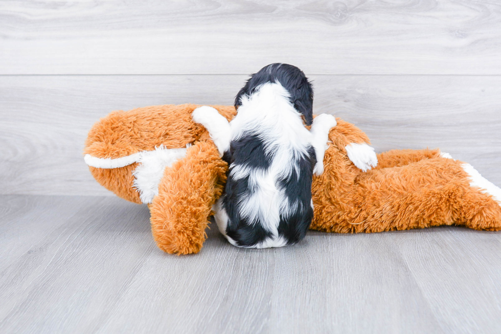 Little Cavalier King Charles Spaniel Baby