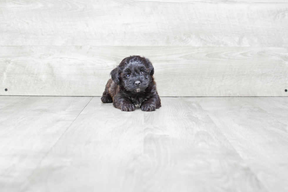 Fluffy Yorkie Poo Poodle Mix Pup