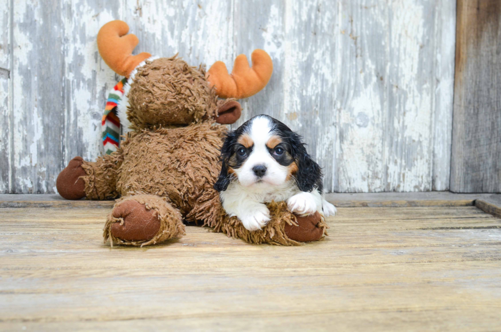 Adorable Cavalier King Charles Spaniel Purebred Puppy