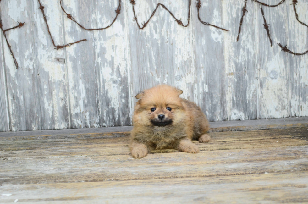 Sweet Pomeranian Purebred Puppy