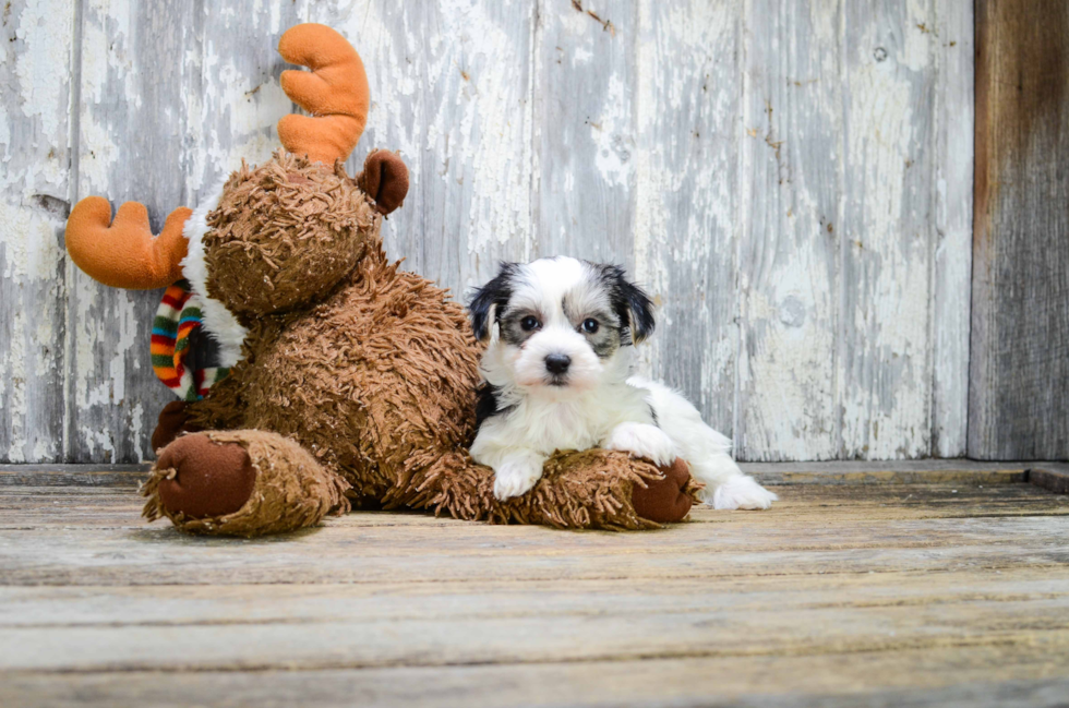 Morkie Pup Being Cute