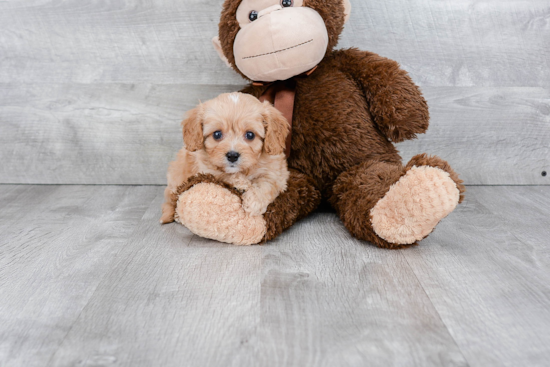 Cute Cavapoo Baby