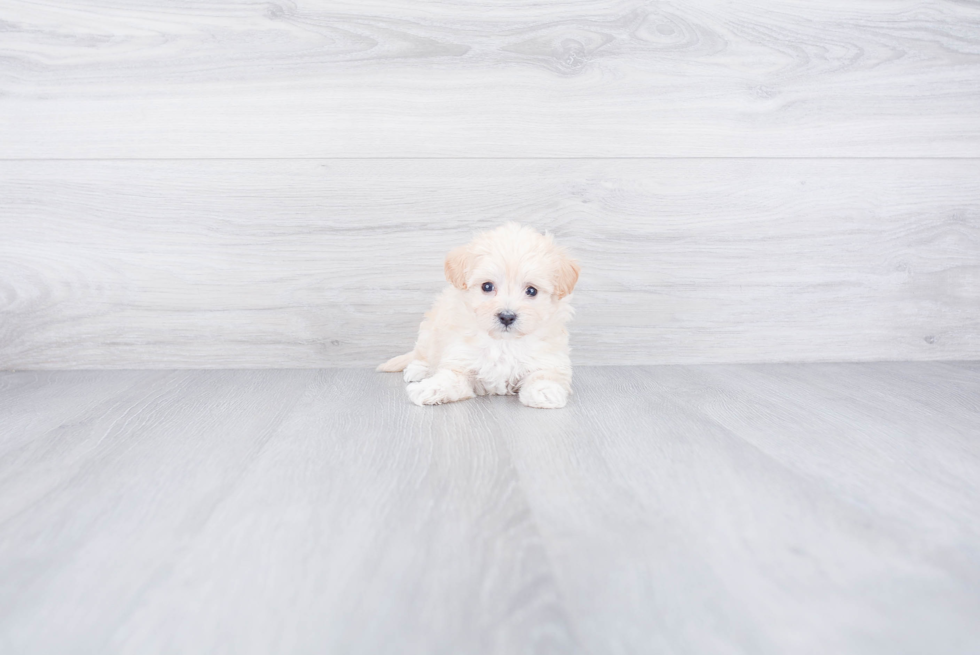 Cute Maltipoo Baby