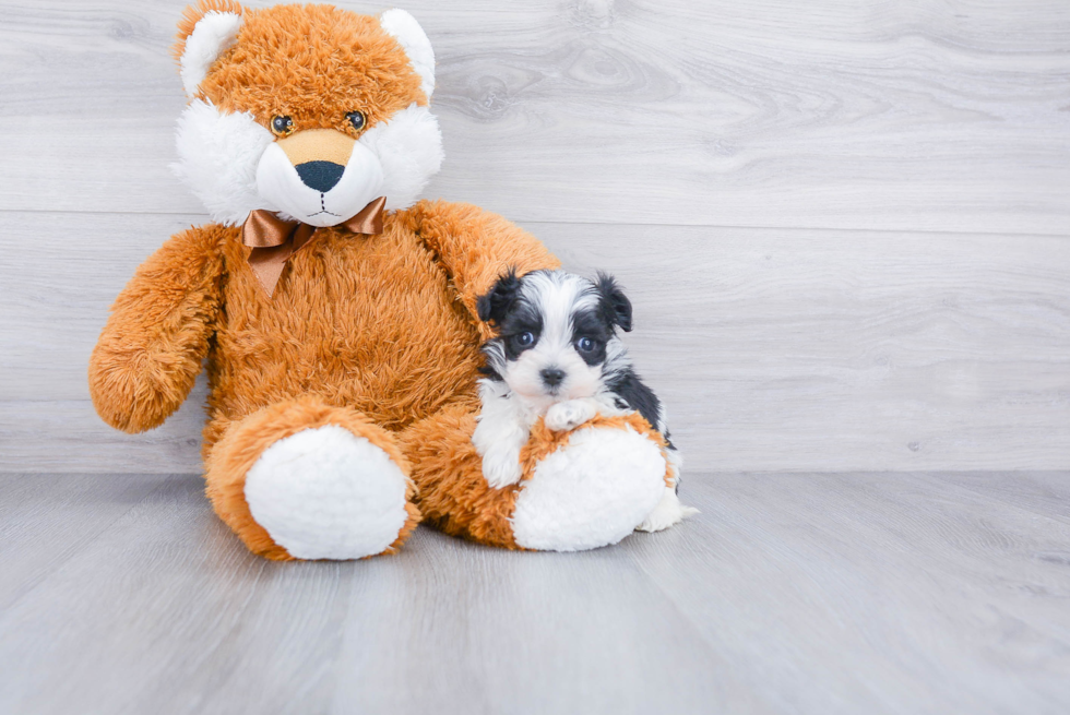 Popular Yorkie Poo Poodle Mix Pup