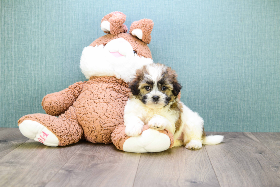 Teddy Bear Pup Being Cute