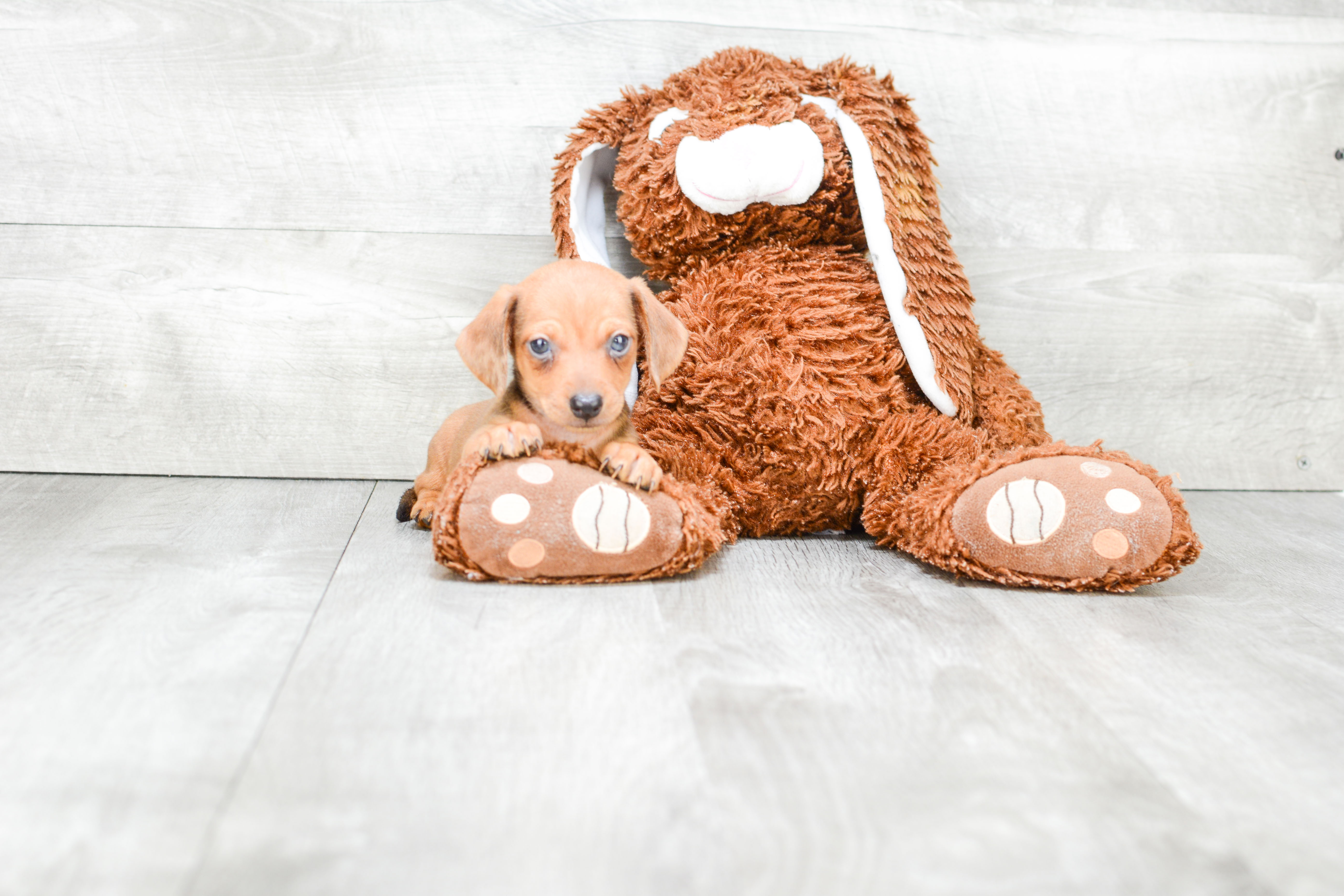 Cute Dachshund Purebred Pup