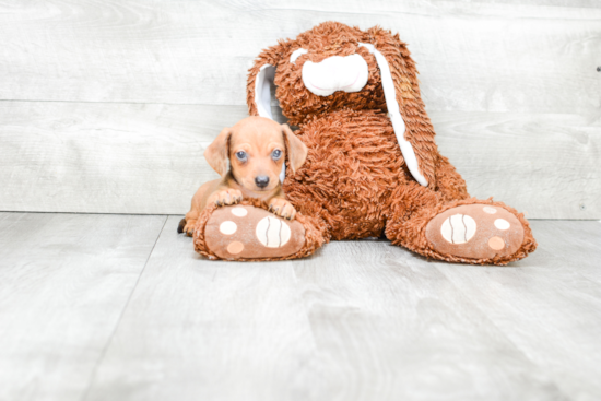 Cute Dachshund Purebred Pup