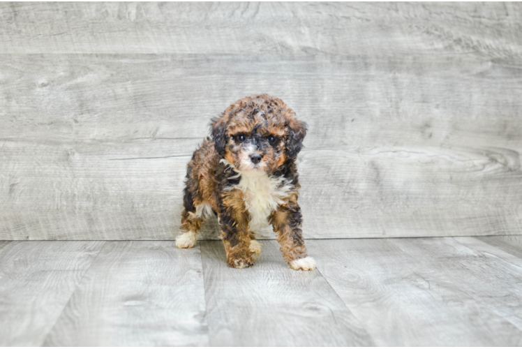 Best Mini Bernedoodle Baby