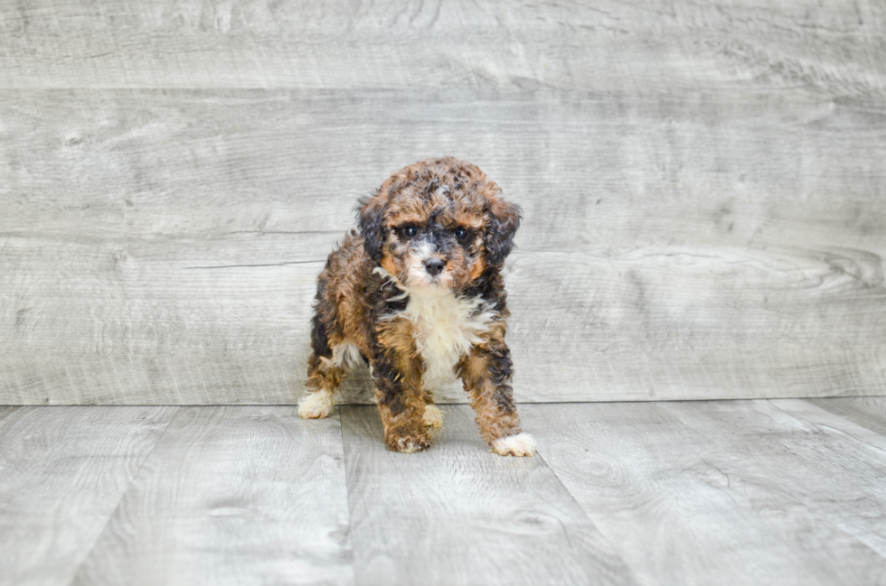 Best Mini Bernedoodle Baby