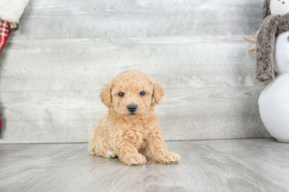 Adorable Maltepoo Poodle Mix Puppy