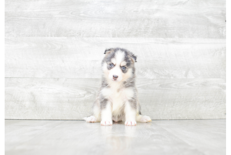 Pomsky Pup Being Cute