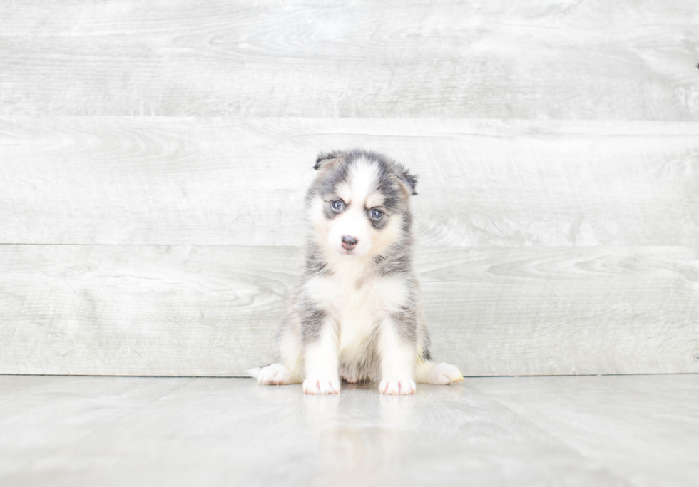 Pomsky Pup Being Cute