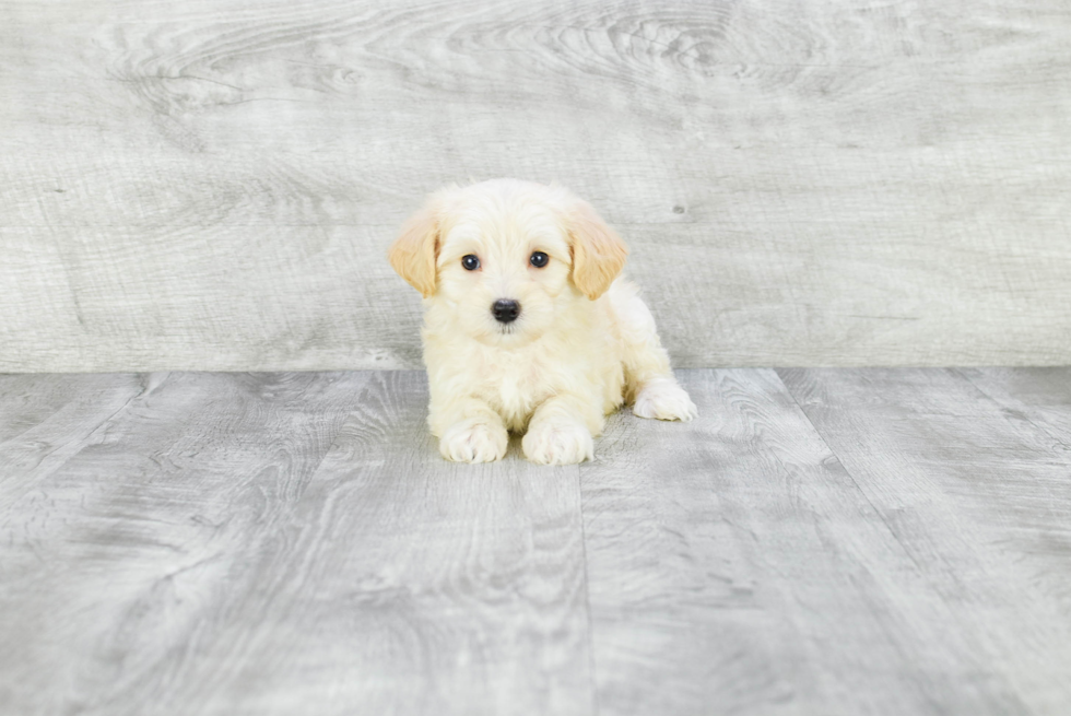 Energetic Maltepoo Poodle Mix Puppy