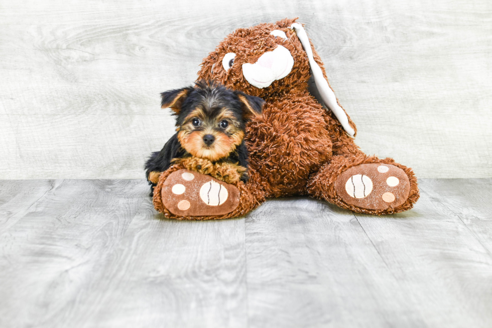 Meet Capone - our Yorkshire Terrier Puppy Photo 