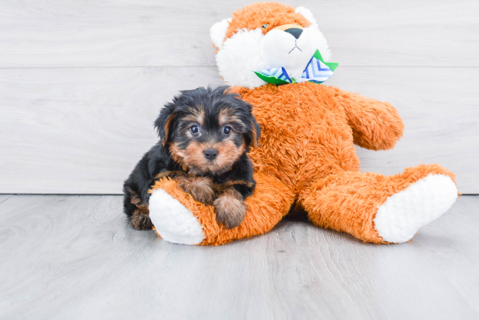 Meet Jeremy - our Yorkshire Terrier Puppy Photo 