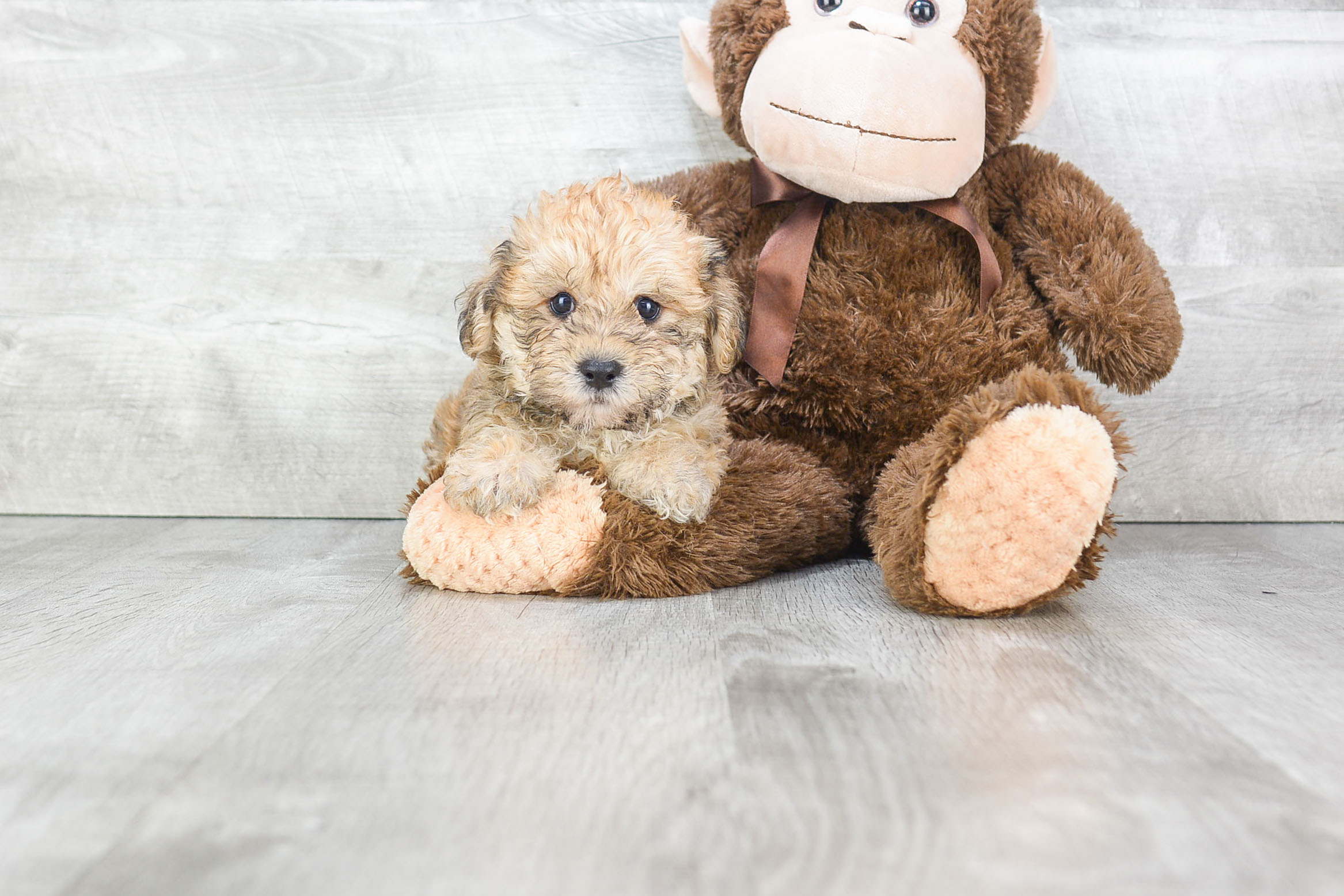Popular Morkie Designer Pup