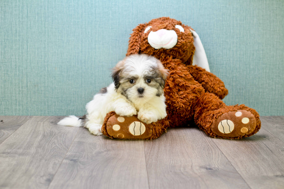 Teddy Bear Pup Being Cute