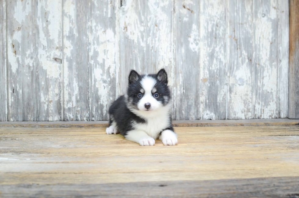 Best Pomsky Baby