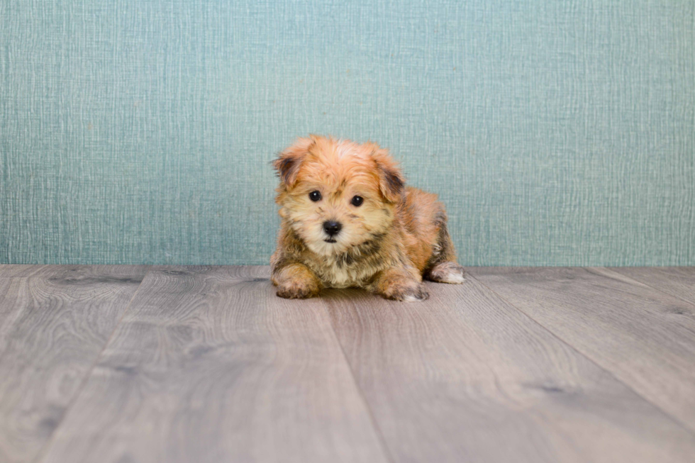 Friendly Morkie Baby