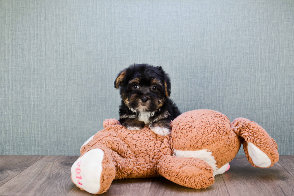 Funny Havanese Baby