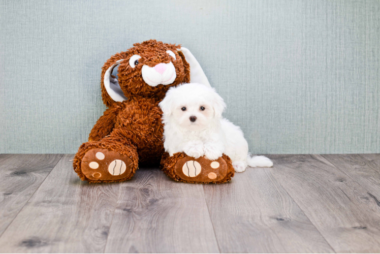 Maltese Pup Being Cute