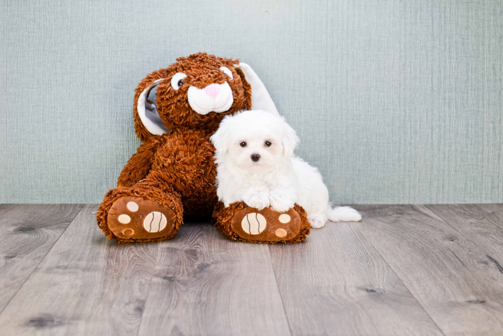 Maltese Pup Being Cute