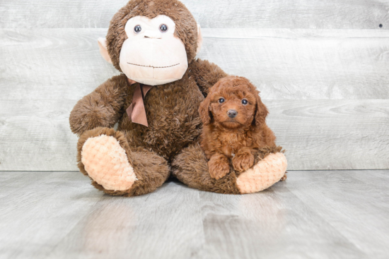 Cavapoo Pup Being Cute