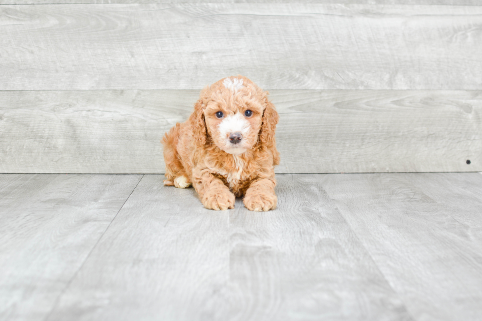 Energetic Cavoodle Poodle Mix Puppy