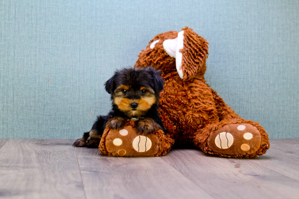 Meet Timmy - our Yorkshire Terrier Puppy Photo 