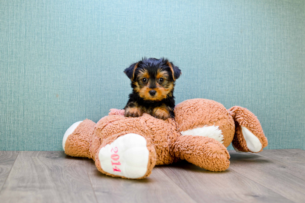 Meet Jeremy - our Yorkshire Terrier Puppy Photo 