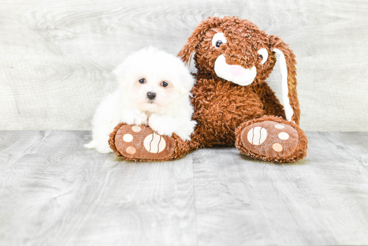 Petite Maltese Purebred Puppy