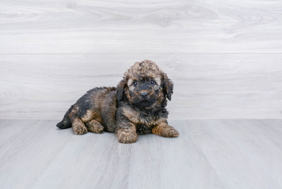 Hypoallergenic Bernadoodle Poodle Mix Puppy