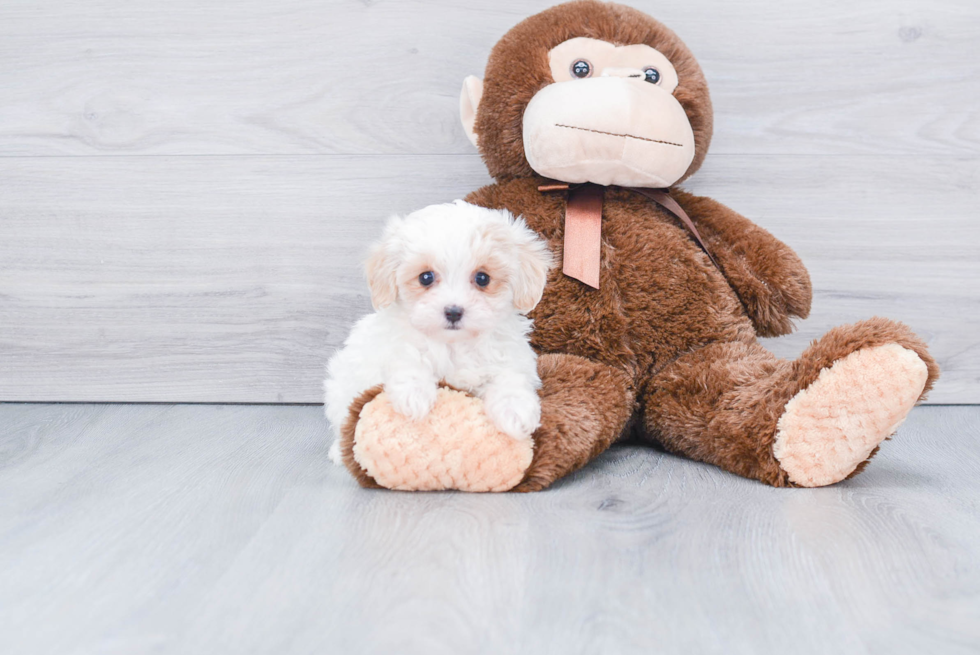 Maltipoo Puppy for Adoption