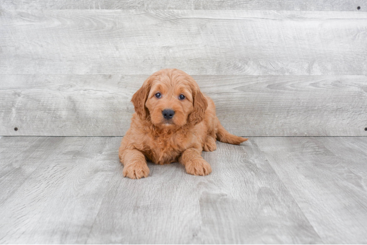 Cute Mini Goldendoodle Baby