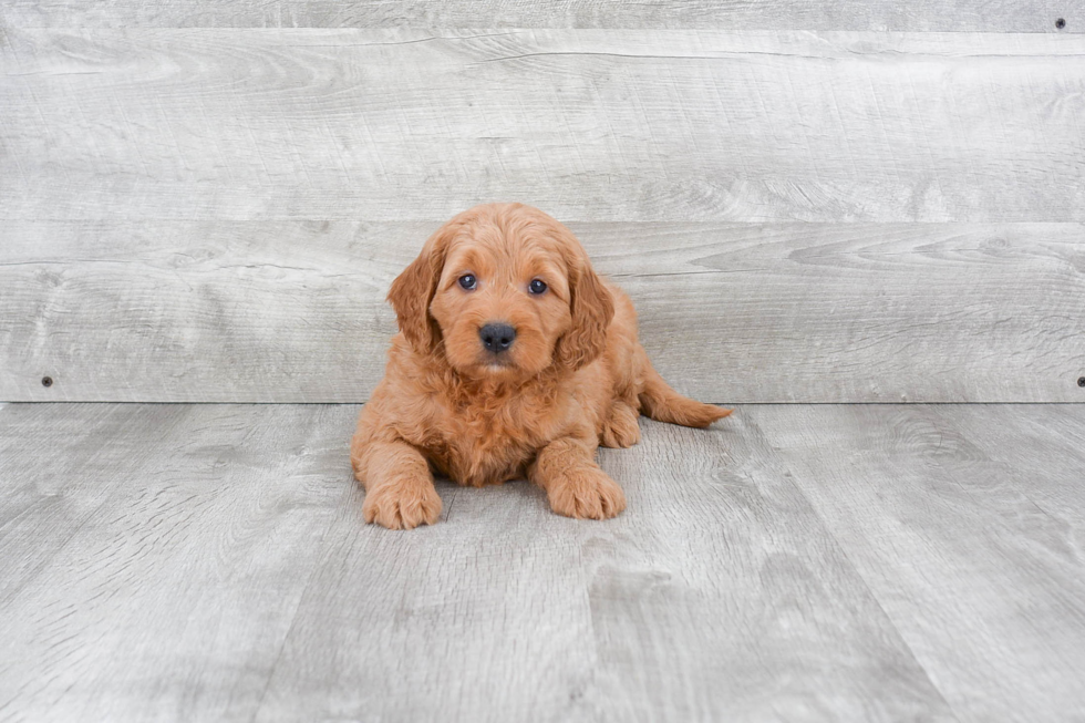 Cute Mini Goldendoodle Baby