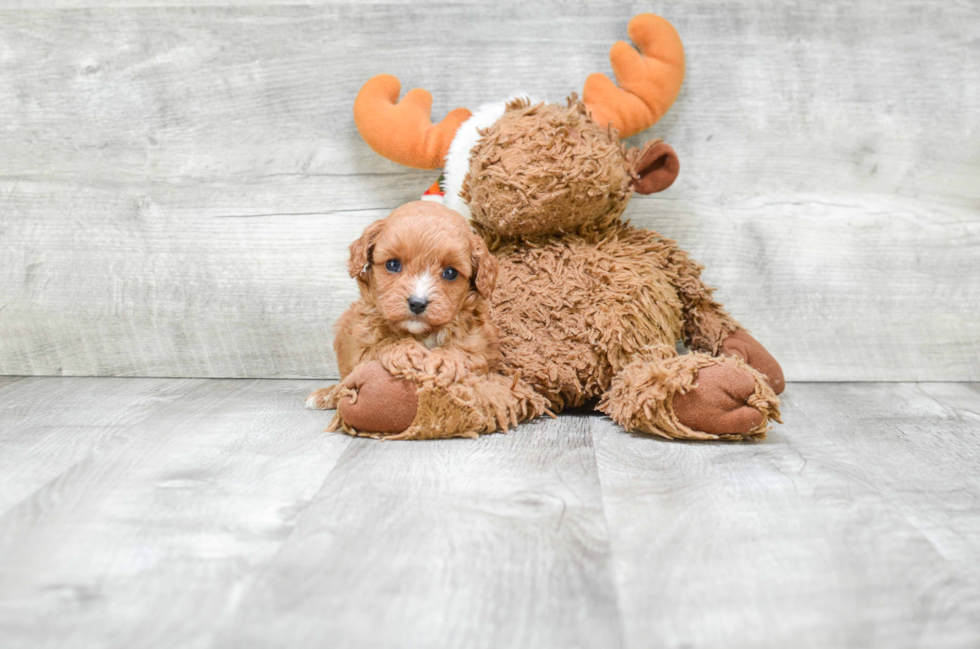 Cavapoo Pup Being Cute