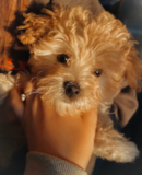 Hypoallergenic Maltipoo Poodle Mix Pup