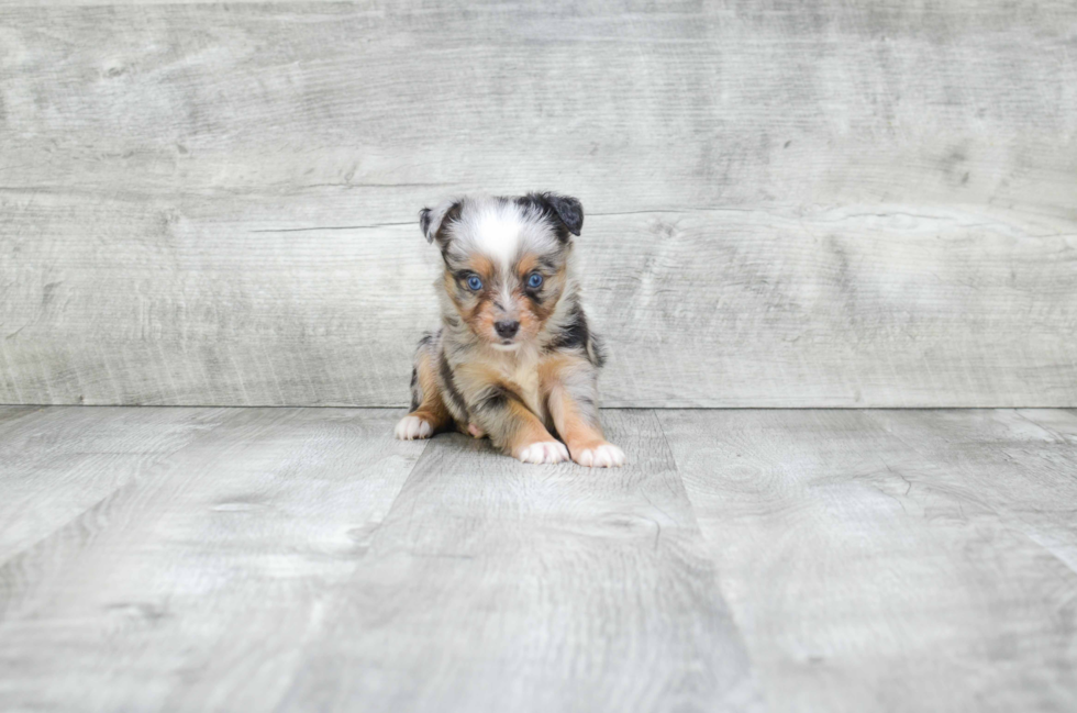 Friendly Mini Aussiedoodle Baby