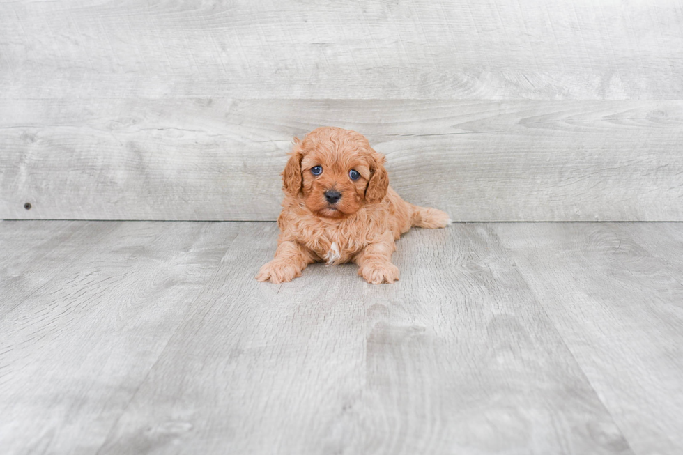 Cavapoo Pup Being Cute