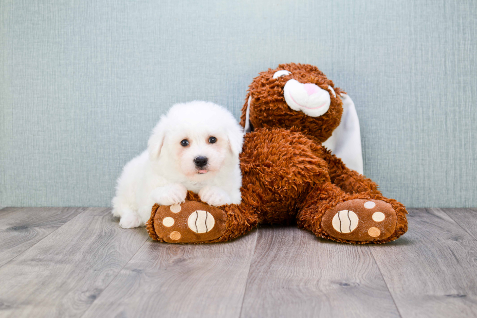 Bichon Frise Pup Being Cute