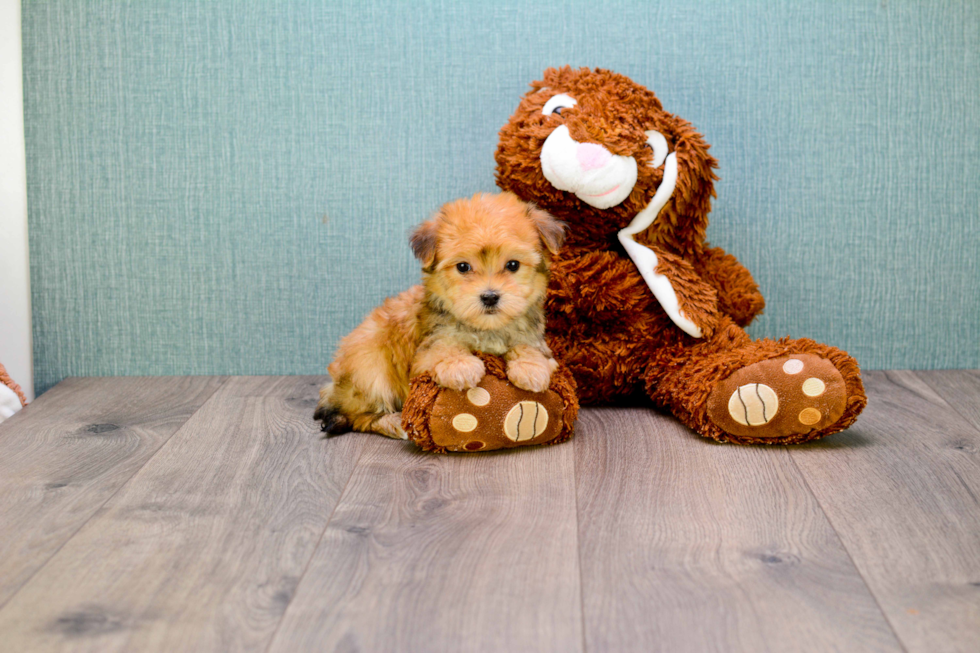 Morkie Pup Being Cute