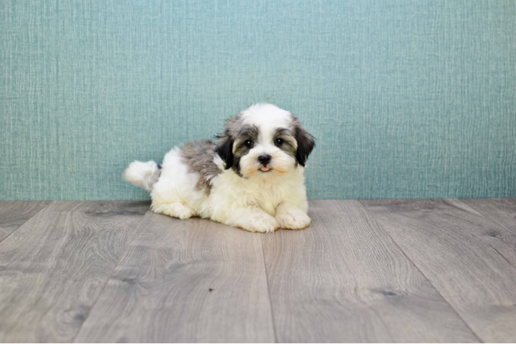 Havanese Pup Being Cute