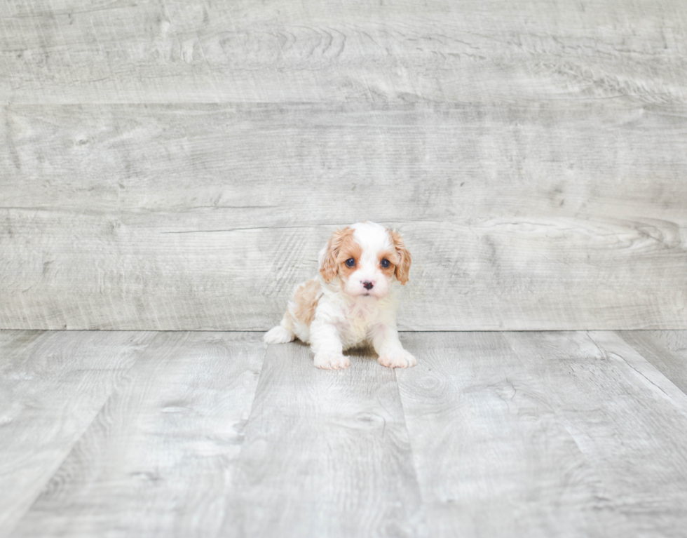 Funny Cavapoo Poodle Mix Pup