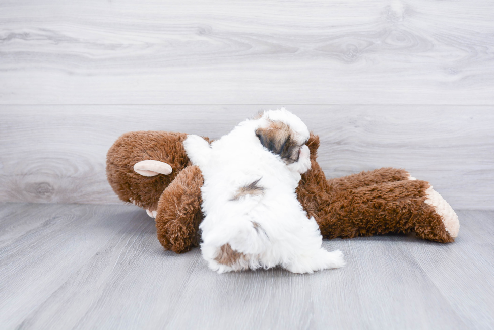 Funny Teddy Bear Designer Pup